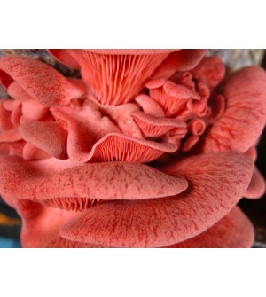 Mushroom Kit - Pink Oyster (Pleurotus Djamor) - Amazing colour, perfect summer mushroom - Free Shipping
